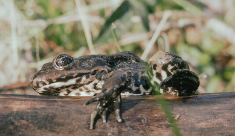 découvrez l'incroyable opération de sauvetage des orvets, une espèce de reptile peu connue. plongez dans l'univers fascinant de leur préservation et des efforts déployés pour garantir leur survie. informez-vous sur les défis rencontrés et les solutions mises en place pour protéger ces créatures vulnérables.